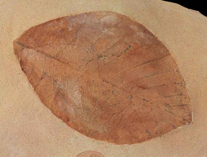 Large, Red Fossil Leaf (Phyllites) - Montana #97734